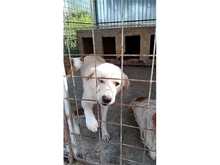 ELRIDGE, Hund, Labrador-Mix in Rumänien - Bild 2