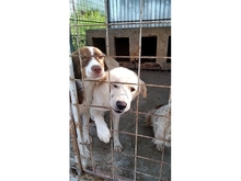 ELRIDGE, Hund, Labrador-Mix in Rumänien - Bild 3