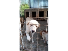 ELRIDGE, Hund, Labrador-Mix in Rumänien - Bild 4