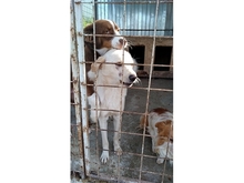ELRIDGE, Hund, Labrador-Mix in Rumänien - Bild 5