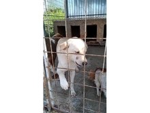 ELRIDGE, Hund, Labrador-Mix in Rumänien - Bild 7