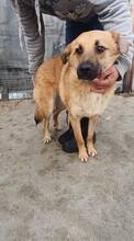 AKINO, Hund, Mischlingshund in Rumänien - Bild 10