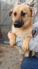 AKINO, Hund, Mischlingshund in Rumänien - Bild 11
