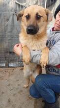 AKINO, Hund, Mischlingshund in Rumänien - Bild 14