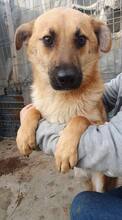 AKINO, Hund, Mischlingshund in Rumänien - Bild 15