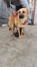 AKINO, Hund, Mischlingshund in Rumänien - Bild 17