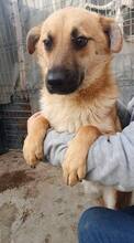 AKINO, Hund, Mischlingshund in Rumänien - Bild 19