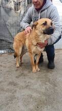 AKINO, Hund, Mischlingshund in Rumänien - Bild 2