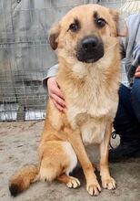 AKINO, Hund, Mischlingshund in Rumänien - Bild 20