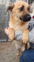 AKINO, Hund, Mischlingshund in Rumänien - Bild 3