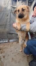 AKINO, Hund, Mischlingshund in Rumänien - Bild 4
