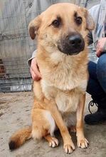 AKINO, Hund, Mischlingshund in Rumänien - Bild 5