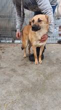 AKINO, Hund, Mischlingshund in Rumänien - Bild 6