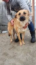 AKINO, Hund, Mischlingshund in Rumänien - Bild 7