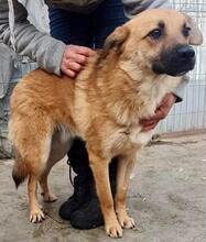 AKINO, Hund, Mischlingshund in Rumänien - Bild 9