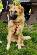 AMARELLA, Hund, Mischlingshund in Bulgarien - Bild 1