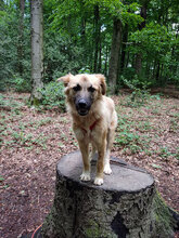 AMARELLA, Hund, Mischlingshund in Bulgarien - Bild 3