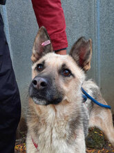 LEILA, Hund, Mischlingshund in Bulgarien - Bild 1