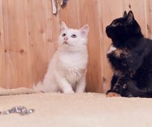 LEO, Katze, Hauskatze in Russische Föderation - Bild 4