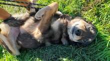 LEANDER, Hund, Mischlingshund in Rumänien - Bild 3