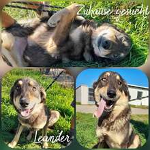 LEANDER, Hund, Mischlingshund in Rumänien - Bild 4