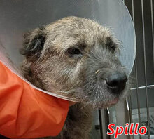 SPILLO, Hund, Mischlingshund in Italien - Bild 15