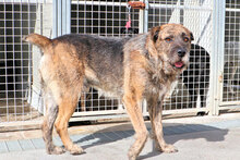 SPILLO, Hund, Mischlingshund in Italien - Bild 5