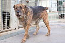 SPILLO, Hund, Mischlingshund in Italien - Bild 6