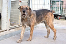 SPILLO, Hund, Mischlingshund in Italien - Bild 8