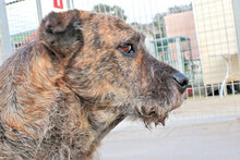 SPILLO, Hund, Mischlingshund in Italien - Bild 9