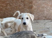 SHADE, Hund, Mischlingshund in Rumänien - Bild 1