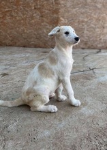 SHADE, Hund, Mischlingshund in Rumänien - Bild 2
