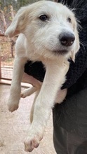 SHADE, Hund, Mischlingshund in Rumänien - Bild 3