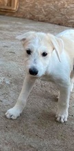 SHADE, Hund, Mischlingshund in Rumänien - Bild 4