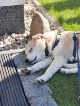 SAMIO, Hund, Mischlingshund in Oranienburg - Bild 3