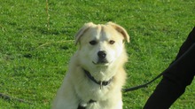SAMIO, Hund, Mischlingshund in Oranienburg - Bild 8