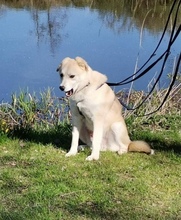 SAMIO, Hund, Mischlingshund in Oranienburg - Bild 9