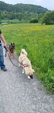SHANNY, Hund, Mischlingshund in Kirchzell - Bild 16