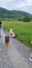 SHANNY, Hund, Mischlingshund in Kirchzell - Bild 4