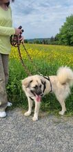 SHANNY, Hund, Mischlingshund in Kirchzell - Bild 8