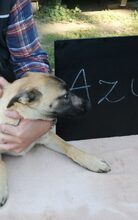 AZUR, Hund, Deutscher Schäferhund-Mix in Mommenheim - Bild 4