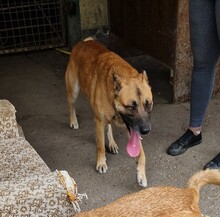 AZUR, Hund, Malinois-Mix in Ungarn - Bild 1