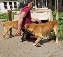 AZUR, Hund, Malinois-Mix in Ungarn - Bild 10