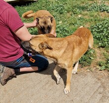 AZUR, Hund, Malinois-Mix in Ungarn - Bild 11