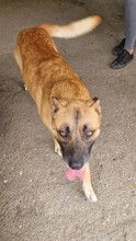 AZUR, Hund, Malinois-Mix in Ungarn - Bild 14