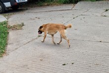 AZUR, Hund, Malinois-Mix in Ungarn - Bild 16