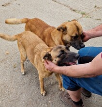 AZUR, Hund, Malinois-Mix in Ungarn - Bild 2