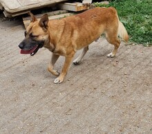 AZUR, Hund, Malinois-Mix in Ungarn - Bild 3