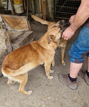 AZUR, Hund, Malinois-Mix in Ungarn - Bild 5