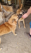 AZUR, Hund, Malinois-Mix in Ungarn - Bild 6